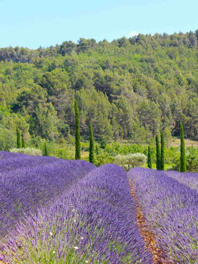 Champ De Lavandes, Luberon