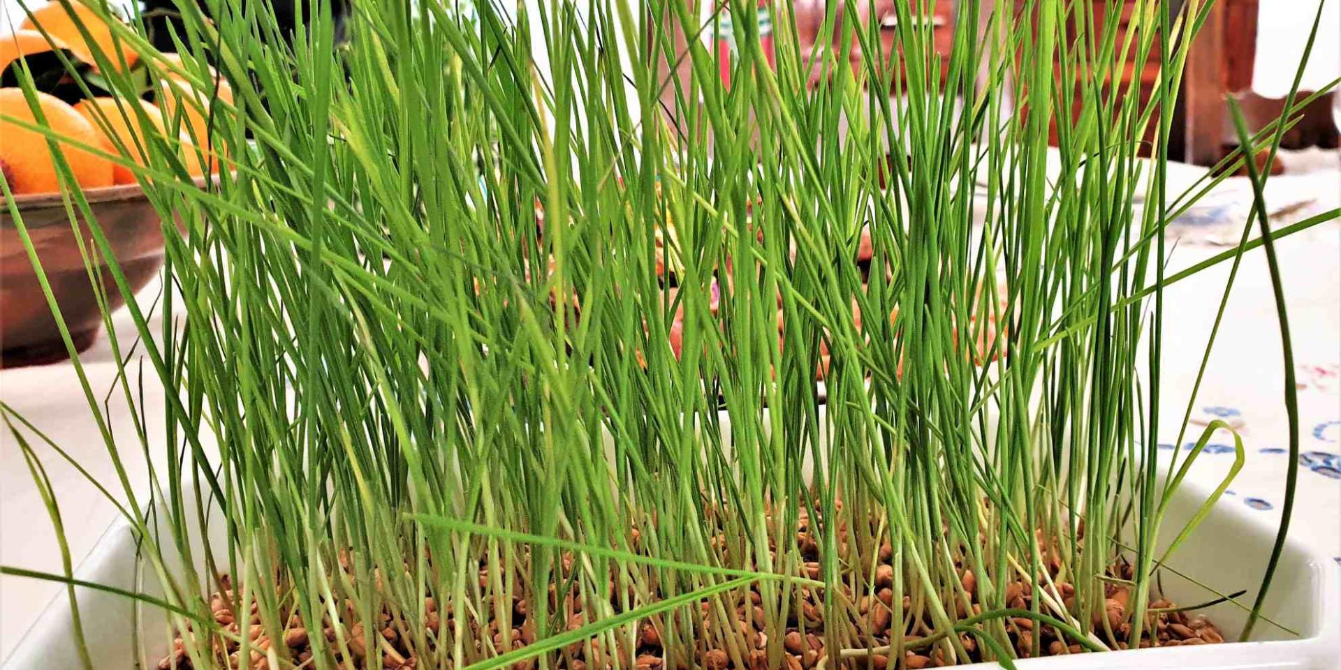 Ma liste de Noël la SainteBarbe ProvenceAlpesCôte d'Azur Tourisme