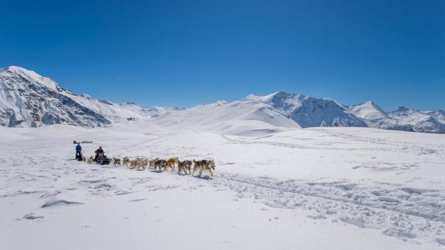Chiens de traineaux à Orcieres-Merlette