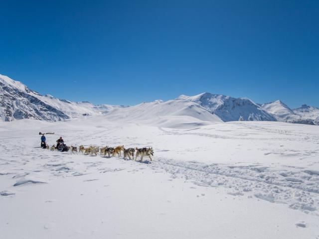 Chiens de traineaux à Orcieres-Merlette