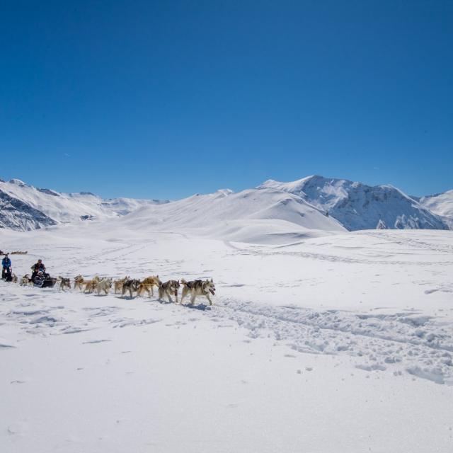 Chiens de traineaux à Orcieres-Merlette