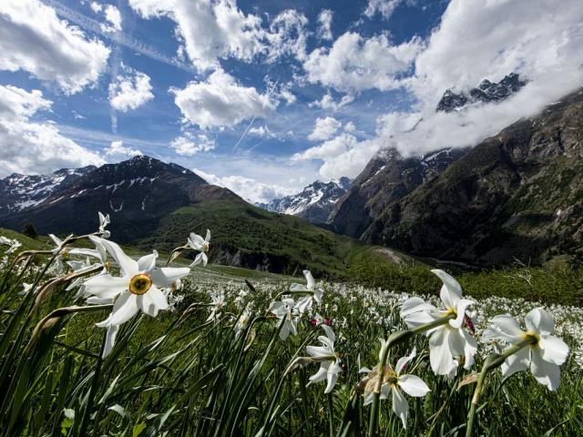 Champ-de-Narcisses.-Prairie.-c-Maillet-Thierry-Parc-national-des-Ecrins.jpg