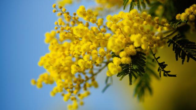 Mimosa Côte D'azur