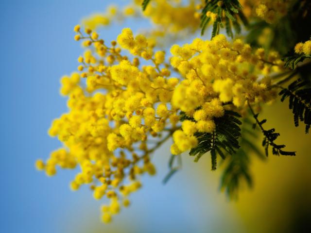 Mimosa Côte D'azur