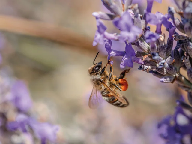 Abeille Lavande The Explorers