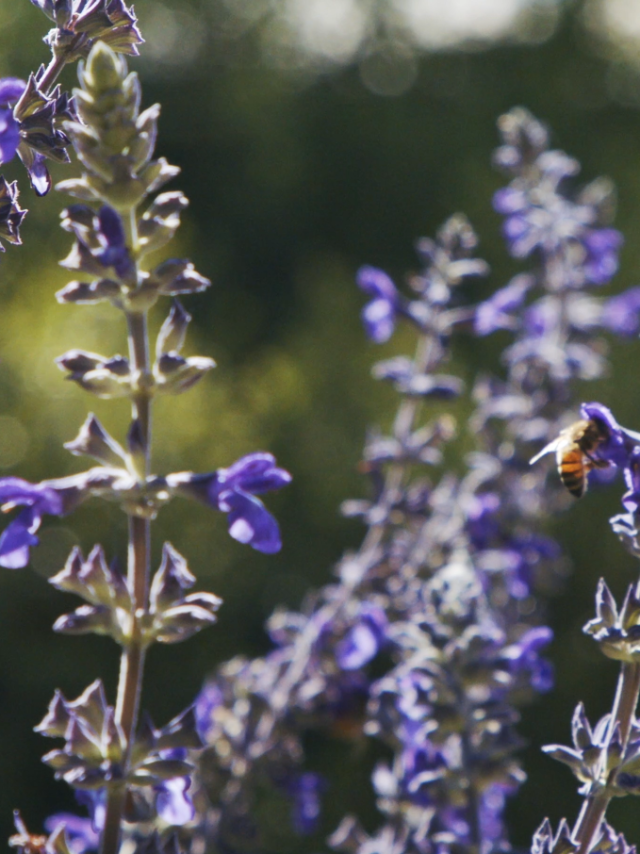 Abeilles Ubaye Jausiers