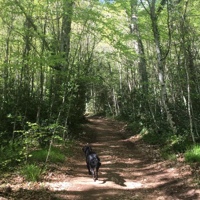 foret de la Sainte Baume