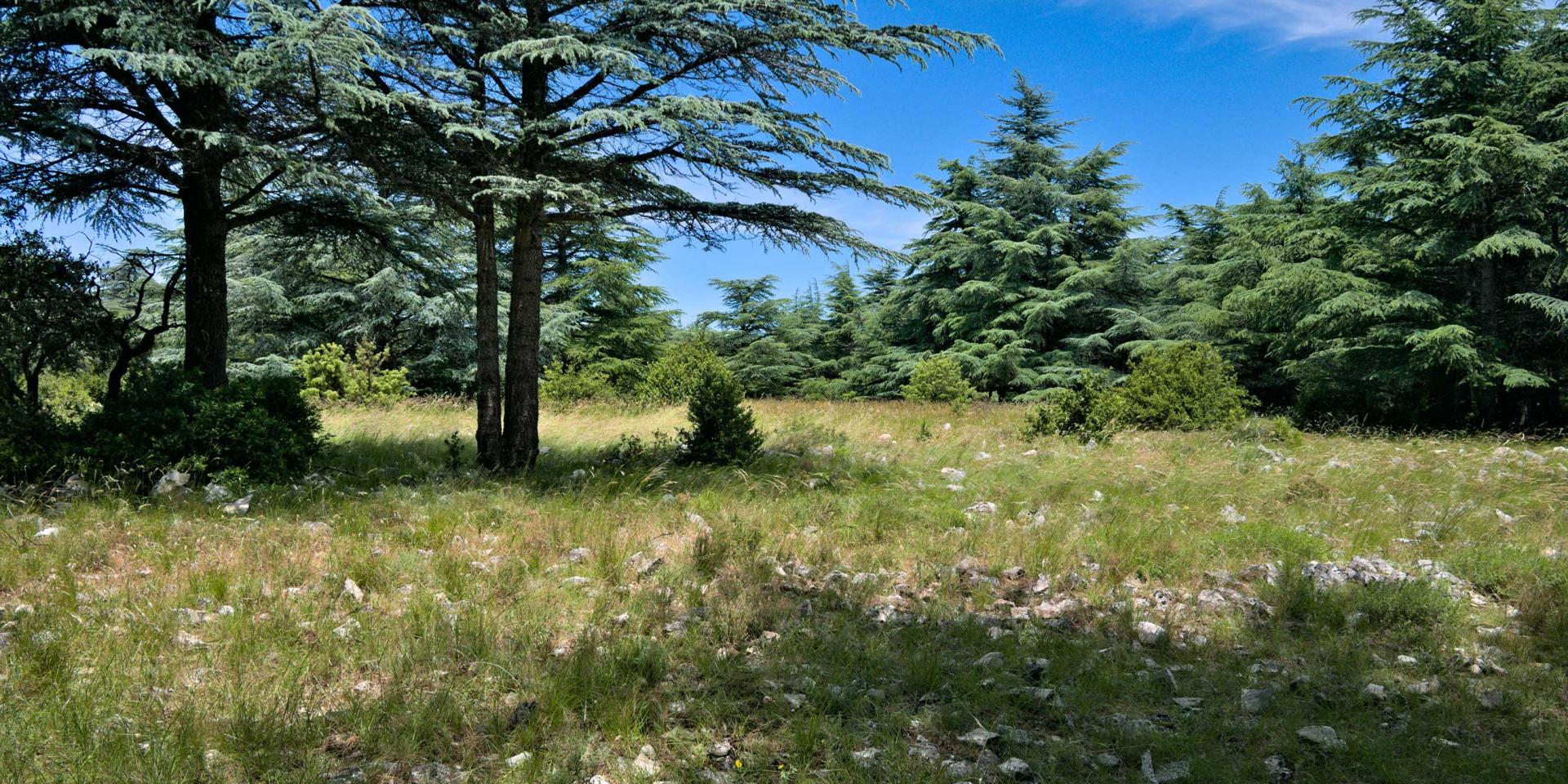 Foret Cedres