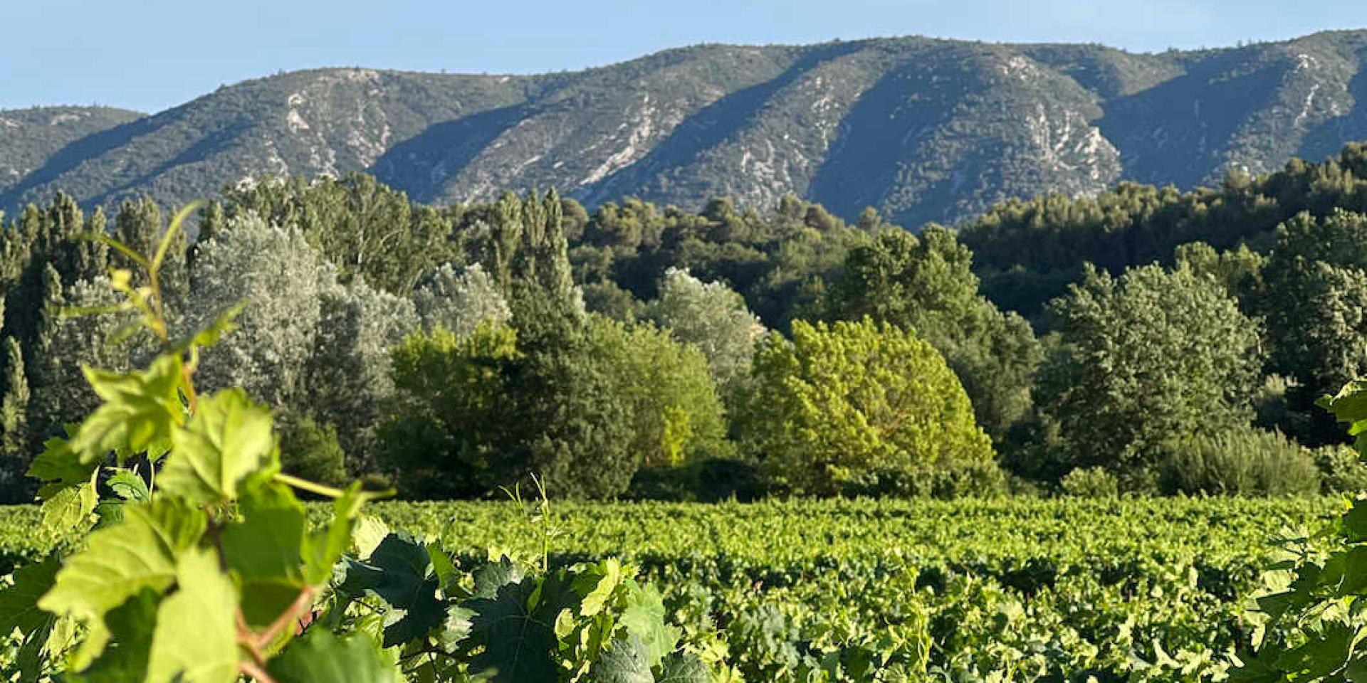 Durable Luberon Sentier Vignerons Otluberon