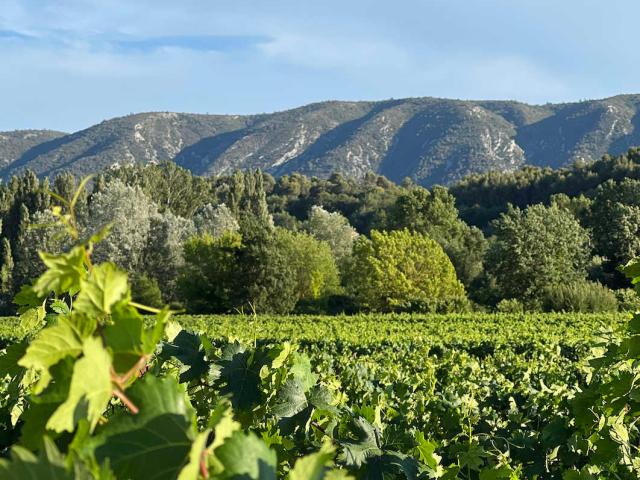 durable-luberon-sentier-vignerons-OTLuberon.jpg