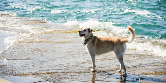 chien à la plage