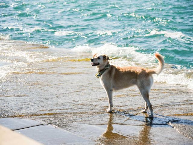 chien à la plage