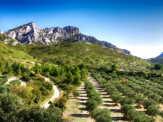 Parc Naturel Régional des Alpilles