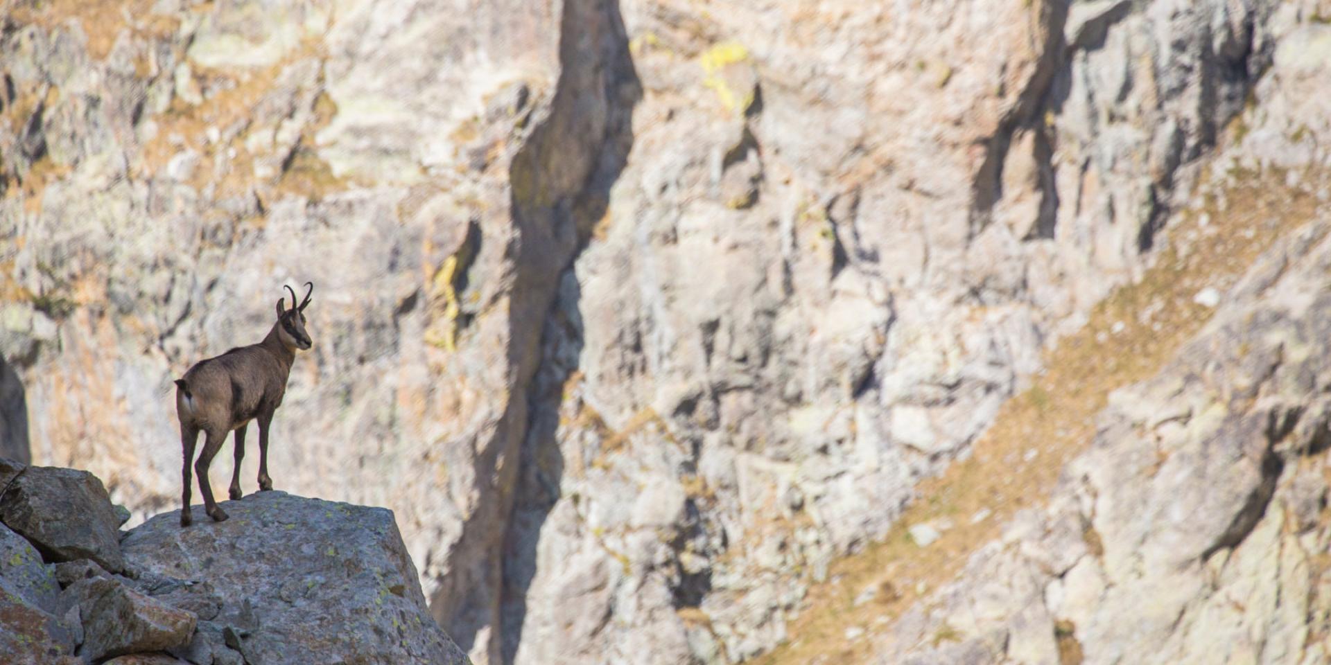 Sortie en raquette avec Yannick TRIER de Destination Merveille, randonnée entre le refuge de Nice et le lac Autier, avec redescente par le vallon de la Gordolasque. Prises de vues dans la cadre de la parc Esprit parc national en été (Mercantour).?Chamois.