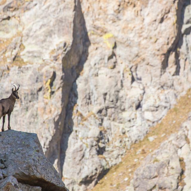 Sortie en raquette avec Yannick TRIER de Destination Merveille, randonnée entre le refuge de Nice et le lac Autier, avec redescente par le vallon de la Gordolasque. Prises de vues dans la cadre de la parc Esprit parc national en été (Mercantour).?Chamois.