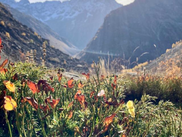 Fleurs Vue montagne Valgaudemar Refuge Du Gioberney