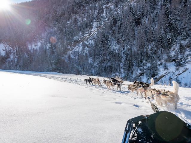 Chien De Traineau Au Val Dallos 