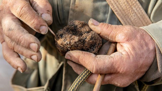 Thibautvergoz Truffe 075 Bd