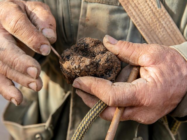 Truffe d'hiver dans le Verdon