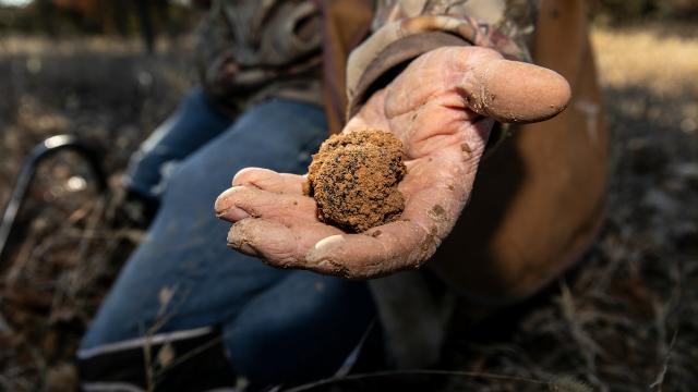 Truffes Verdon