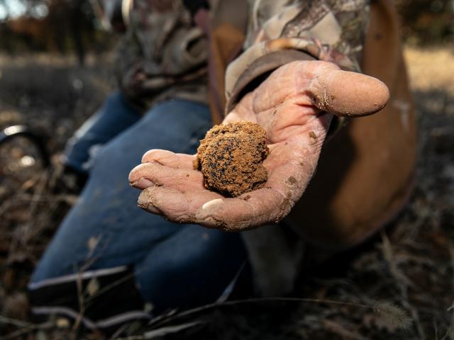 Truffes Verdon