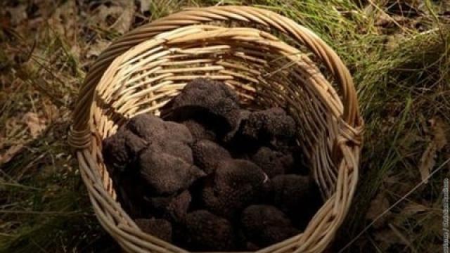 Truffes Du Haut Var