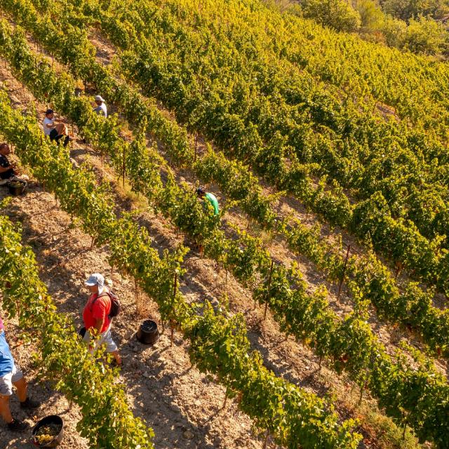 Vendanges Dans Le Verdon