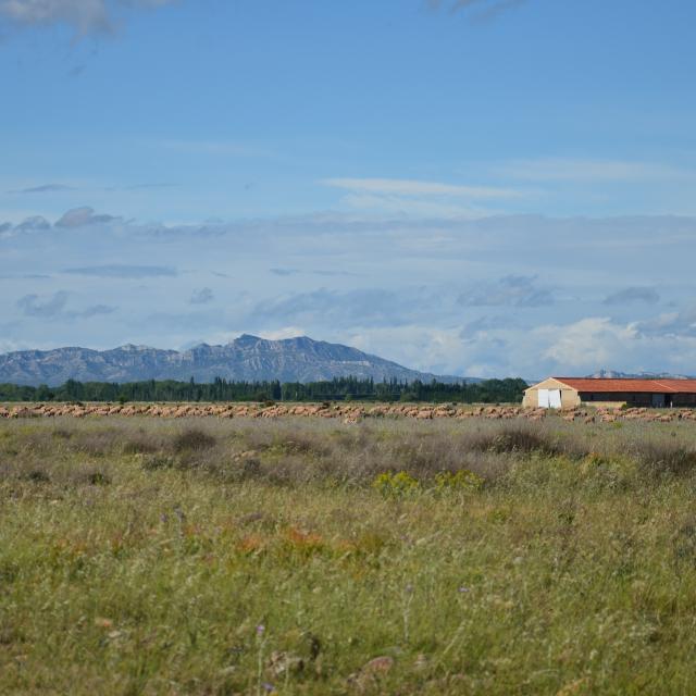 Massif des Alpilles - Saint-Martin de Crau