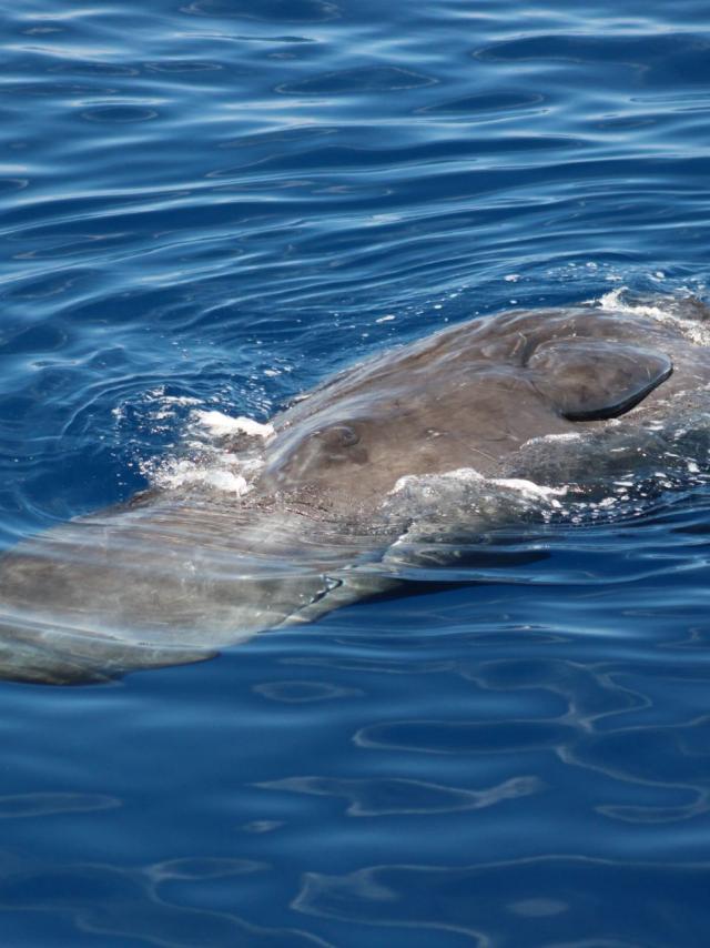 Cachalot Whale Watching Atlantides