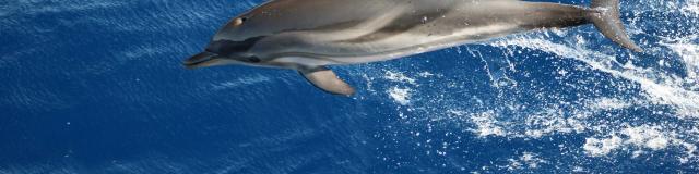 Dauphin Whale Watching Atlantides