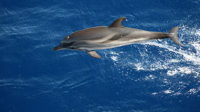 Dauphin Whale Watching Atlantides