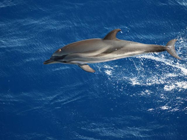Dauphin Whale Watching Atlantides
