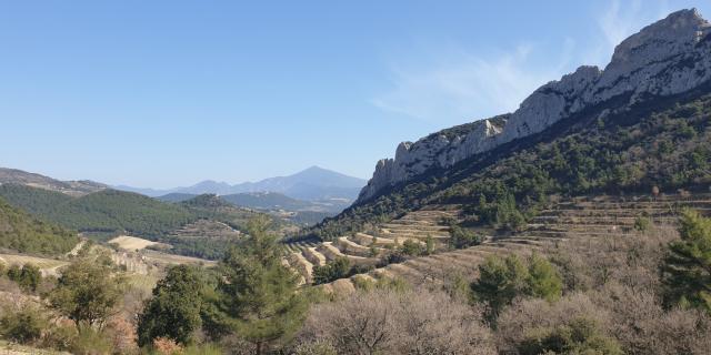 Dentelles Montmirail. Crédit Auray J.