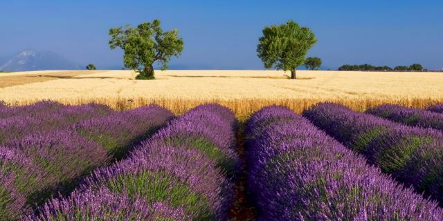 Lavande Valensole