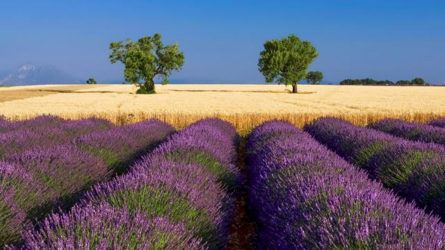 Lavande Valensole