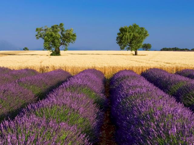 Lavande Valensole