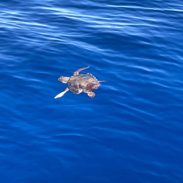 Tortue De Mer Whale Watching Atlantides