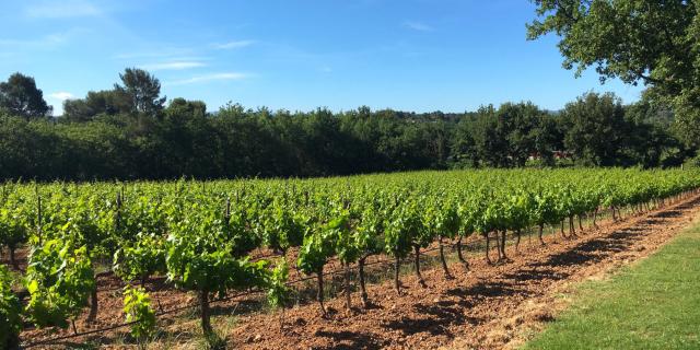 Champ De Vignes 1