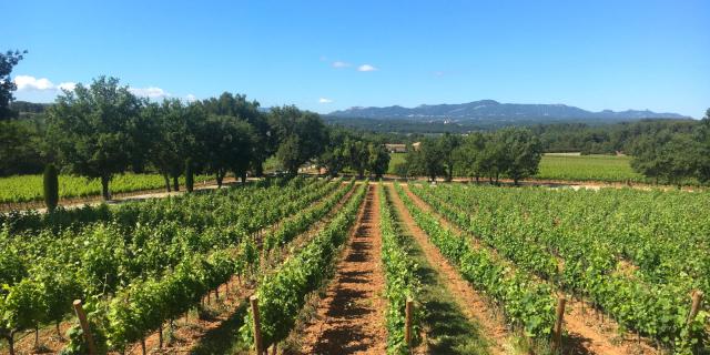 Champ De Vignes