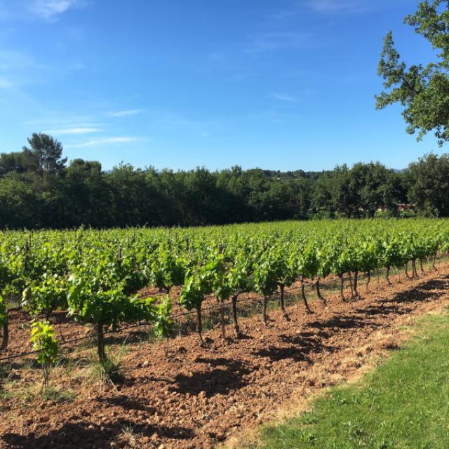 Champ De Vignes M