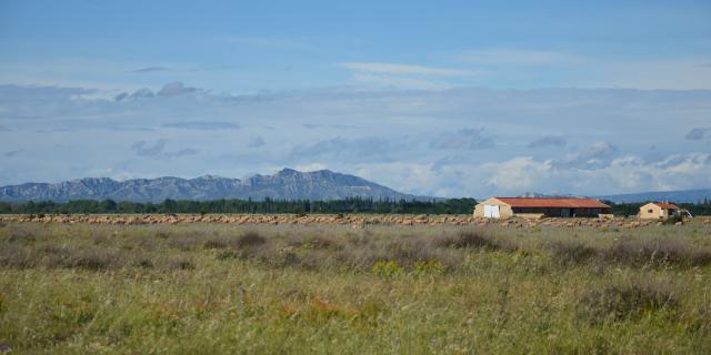 Massif des Alpilles - Saint-Martin de Crau