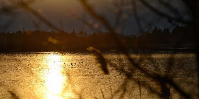 Etang Aulnes Saintmartindecrau G Martin