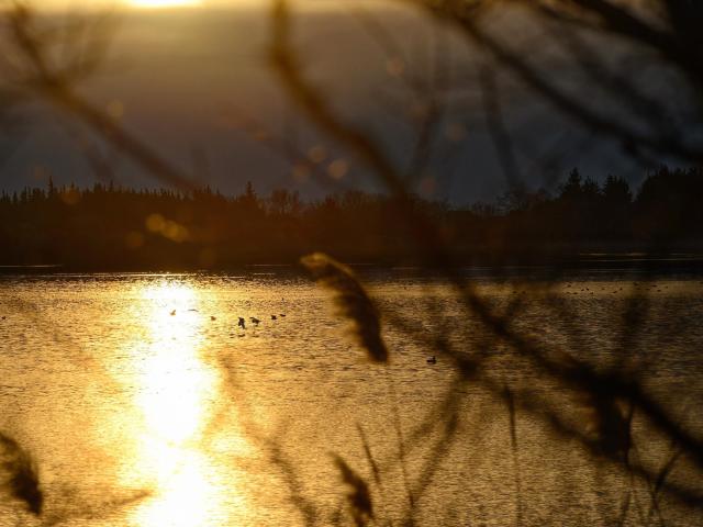 Etang Aulnes Saintmartindecrau G Martin