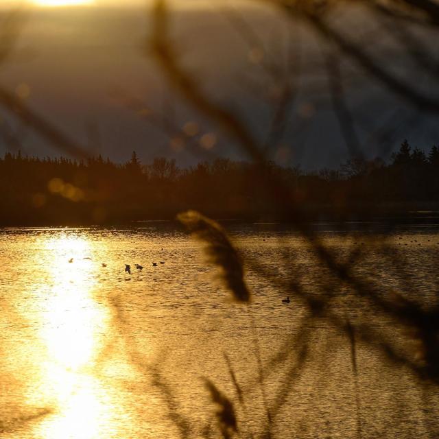 Etang Aulnes Saintmartindecrau G Martin