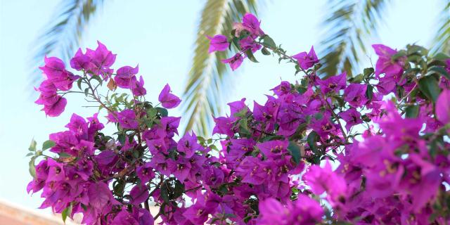 Bougainvilliers Porquerolles Cgensollen