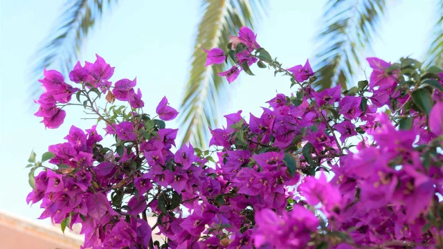 Bougainvilliers Porquerolles Cgensollen