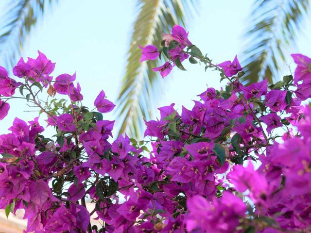 Bougainvilliers Porquerolles Cgensollen