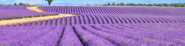 Lavande Valensole Slepelley