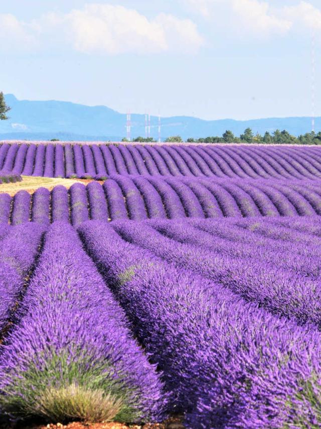 Lavande Valensole Slepelley