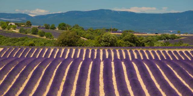 Champ Lavande Luberon Provence